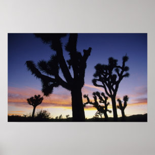 USA, California, Joshua Tree National Park, Poster