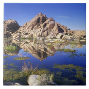 USA, California, Joshua Tree National Park, Tile