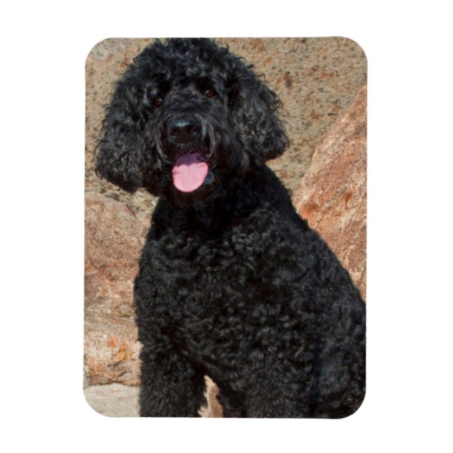 USA, California. Labradoodle Sitting Magnet (Vertical)