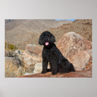 USA, California. Labradoodle Sitting