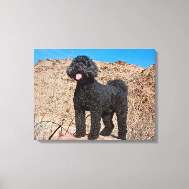 USA, California. Labradoodle Standing Canvas Print (Front)