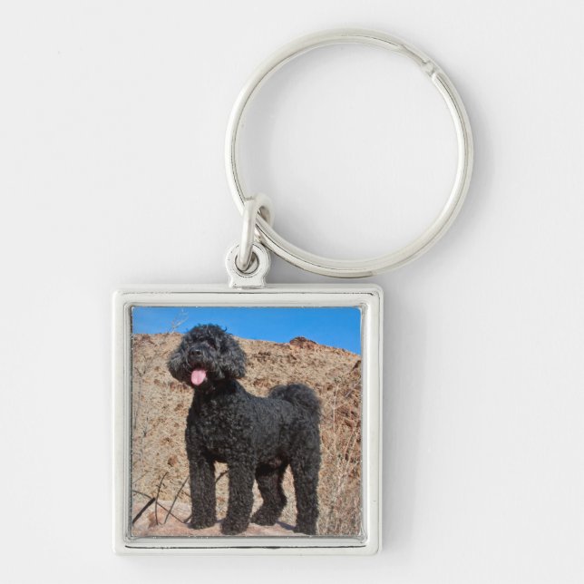 USA, California. Labradoodle Standing Key Ring (Front)