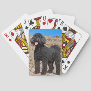 USA, California. Labradoodle Standing Playing Cards