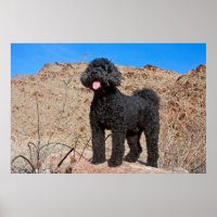 USA, California. Labradoodle Standing