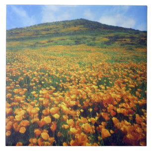 USA, California, Lake Elsinore. California Tile