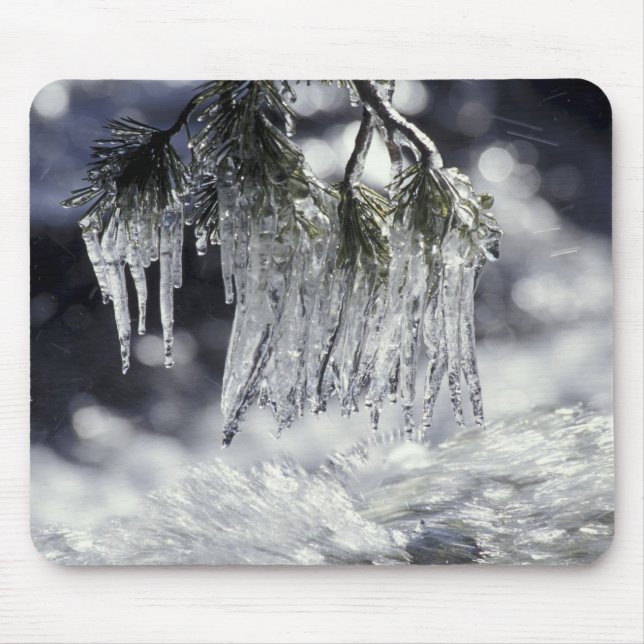 USA, California, Lake Tahoe. Icicles over Mouse Pad (Front)
