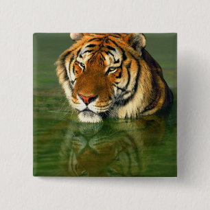 USA, California, Los Angeles County. Bengal 15 Cm Square Badge