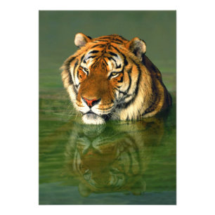 USA, California, Los Angeles County. Bengal Photo Print