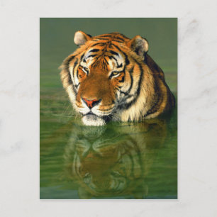 USA, California, Los Angeles County. Bengal Postcard