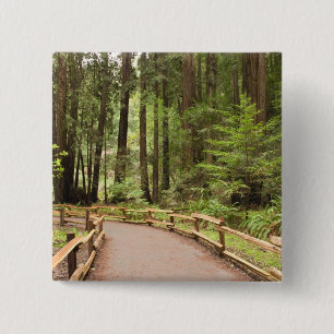 USA, California, Marin County, Muir Woods 15 Cm Square Badge
