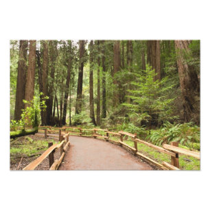 USA, California, Marin County, Muir Woods Photo Print