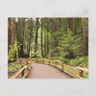 USA, California, Marin County, Muir Woods Postcard