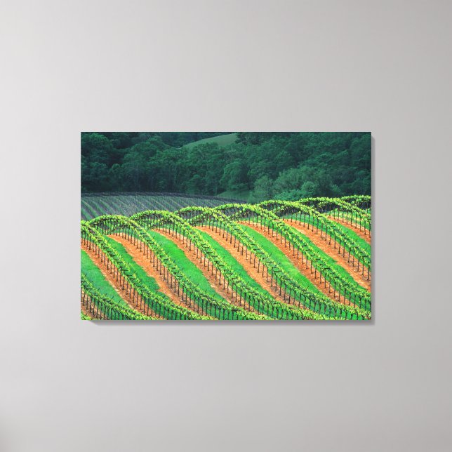 USA, California, Mendocino County, a trellised Canvas Print (Front)