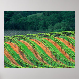 USA, California, Mendocino County, a trellised Poster