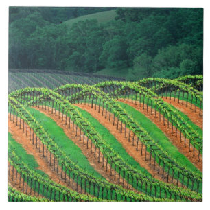 USA, California, Mendocino County, a trellised Tile