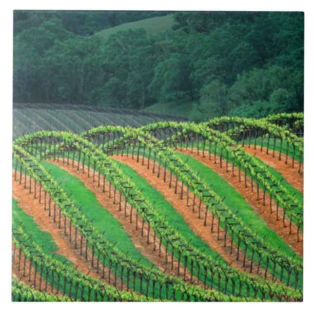 USA, California, Mendocino County, a trellised Tile (Front)