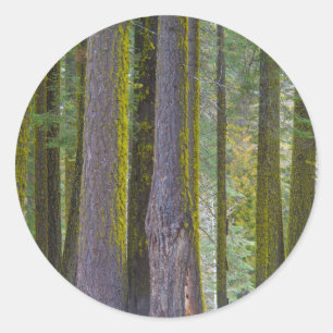 USA, California. Moss Covered Tree Trunks Classic Round Sticker