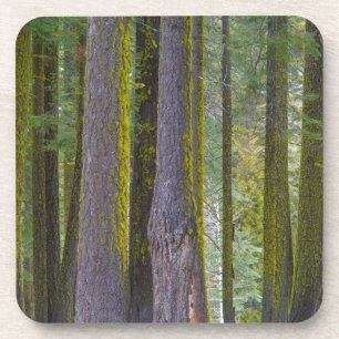 USA, California. Moss Covered Tree Trunks Coaster