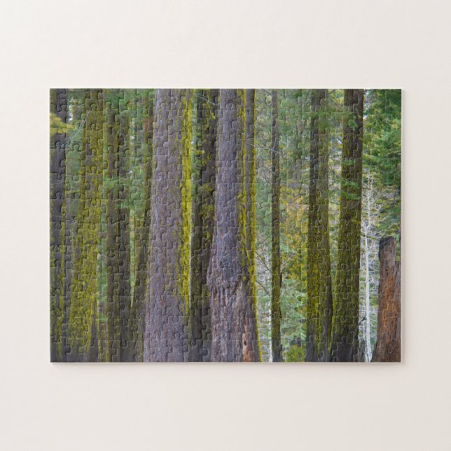 USA, California. Moss Covered Tree Trunks Jigsaw Puzzle (Horizontal)