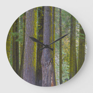 USA, California. Moss Covered Tree Trunks Large Clock
