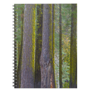 USA, California. Moss Covered Tree Trunks Spiral Notebook