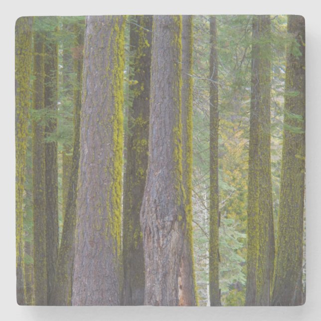 USA, California. Moss Covered Tree Trunks Stone Coaster (Front)