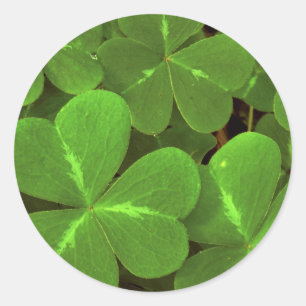 USA, California, Muir Woods. Close-up of clover Classic Round Sticker