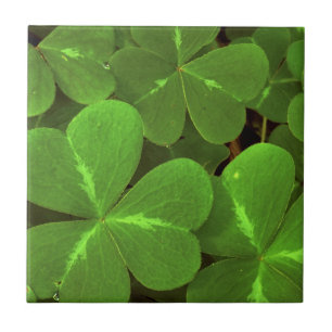 USA, California, Muir Woods. Close-up of clover Tile