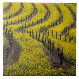 USA, California, Napa Valley, Los Carneros Ava. Tile