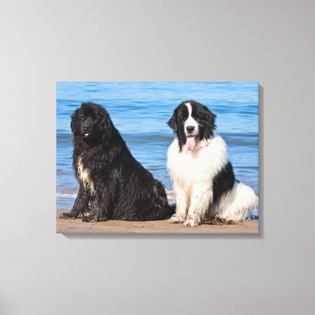 USA, California. Newfoundlands Sitting Canvas Print (Front)