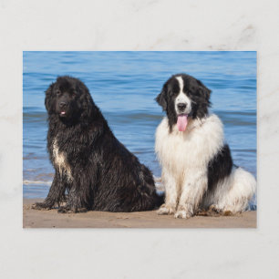 USA, California. Newfoundlands Sitting Postcard