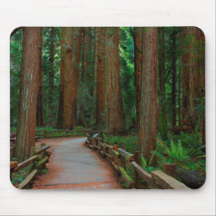 USA, California. Path Among Redwoods In Muir Mouse Pad