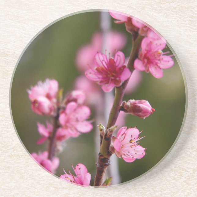 USA, California. Pink Blooms On A Tree Coaster (Front)
