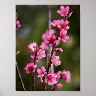 USA, California. Pink Blooms On A Tree Poster