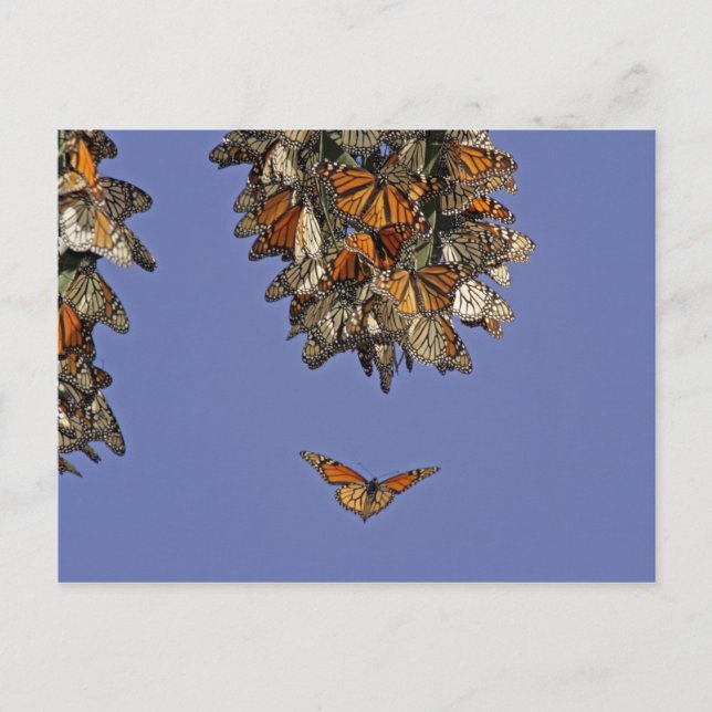 USA, California, Pismo Beach. Monarch Postcard (Front)