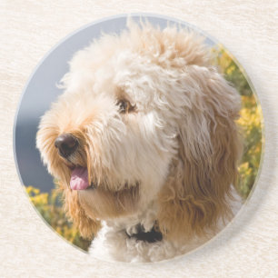 USA, California. Portrait Of Labradoodle 3 Coaster