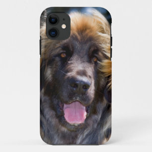 USA, California. Portrait Of Leonberger Sitting Case-Mate iPhone Case