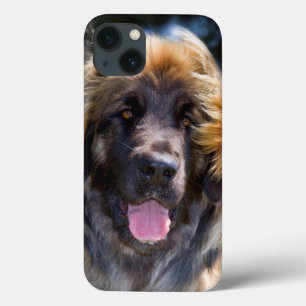 USA, California. Portrait Of Leonberger Sitting iPhone 13 Case
