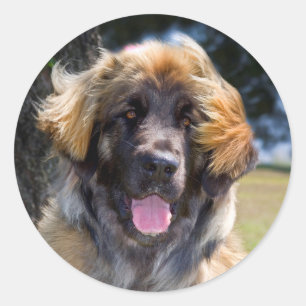 USA, California. Portrait Of Leonberger Sitting Classic Round Sticker