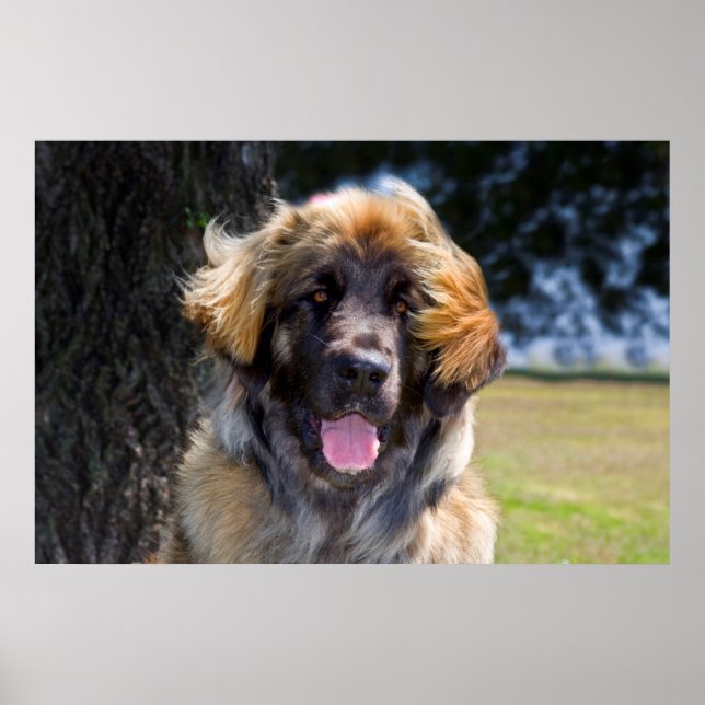 USA, California. Portrait Of Leonberger Sitting Poster (Front)
