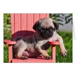 USA, California. Pug Puppy Slouching