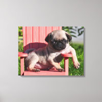 USA, California. Pug Puppy Slouching