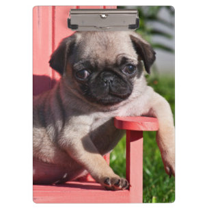USA, California. Pug Puppy Slouching Clipboard