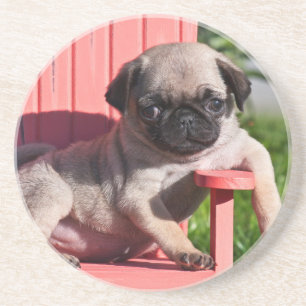 USA, California. Pug Puppy Slouching Coaster