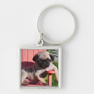 USA, California. Pug Puppy Slouching Key Ring