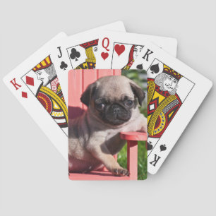 USA, California. Pug Puppy Slouching Playing Cards