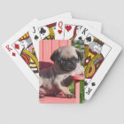 USA, California. Pug Puppy Slouching