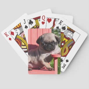 USA, California. Pug Puppy Slouching Playing Cards