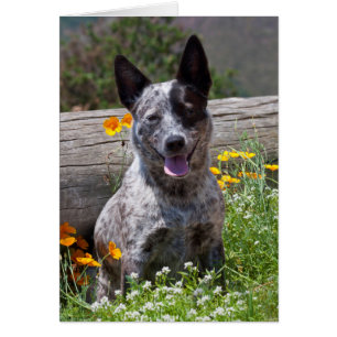 USA, California. Queensland Healer Sitting 2
