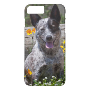 USA, California. Queensland Healer Sitting 2 Case-Mate iPhone Case